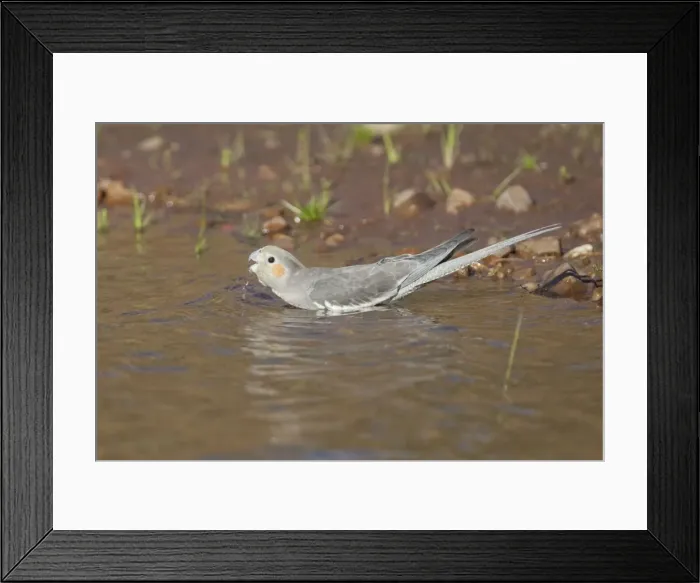 Framed Print : Cockatiel - female drinking at Poison Creek waterhole, near Canteen Creek Aboriginal Community, Northern Territory, Australia Framed Print : Cockatiel - female drinking at Poison Creek waterhole, near Canteen Creek Aboriginal Community, Northern Territory, Australia