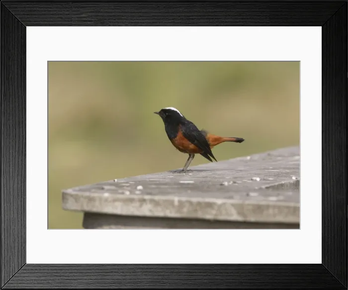 Framed Print : White-capped Redstart - on a wall near the Kosi River, Corbett National Park, India Framed Print : White-capped Redstart - on a wall near the Kosi River, Corbett National Park, India
