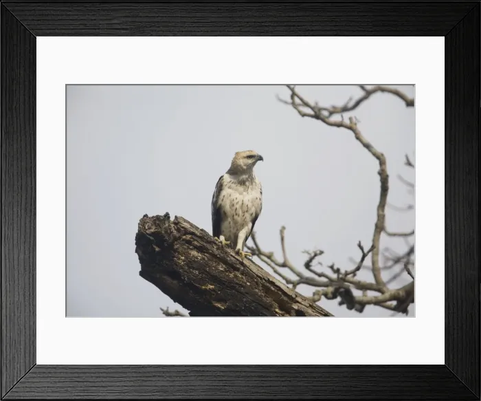 Framed Print : Crested / Changeable Hawk-Eagle - on a dead tree by the Kosi River, Corbett National Park, India Framed Print : Crested / Changeable Hawk-Eagle - on a dead tree by the Kosi River, Corbett National Park, India