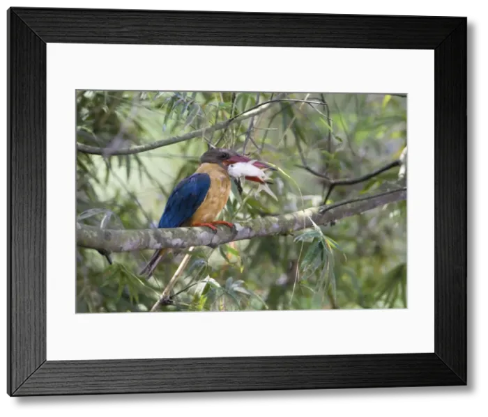 Framed Print : Stork-billed Kingfisher - with fish in mouth - Previously Halcyon capensis Framed Print : Stork-billed Kingfisher - with fish in mouth - Previously Halcyon capensis
