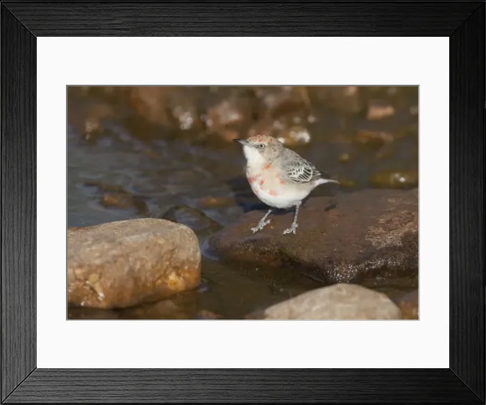 Framed Print : Crimson Chat - by drinking pool in Donkey Creek, near Canteen Creek Aboriginal Community, Northern Territory, Australia Framed Print : Crimson Chat - by drinking pool in Donkey Creek, near Canteen Creek Aboriginal Community, Northern Territory, Australia