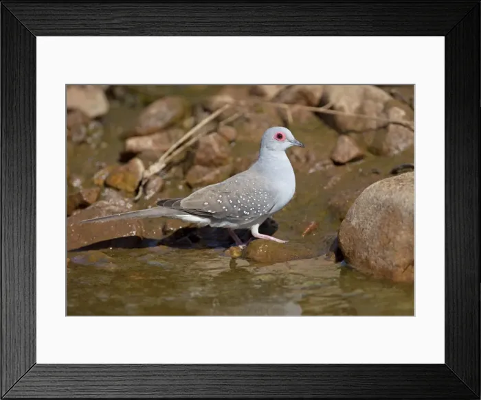 Framed Print : Diamond Dove - by drinking pool in Donkey Creek, near Canteen Creek Aboriginal Community, Northern Territory, Australia Framed Print : Diamond Dove - by drinking pool in Donkey Creek, near Canteen Creek Aboriginal Community, Northern Territory, Australia
