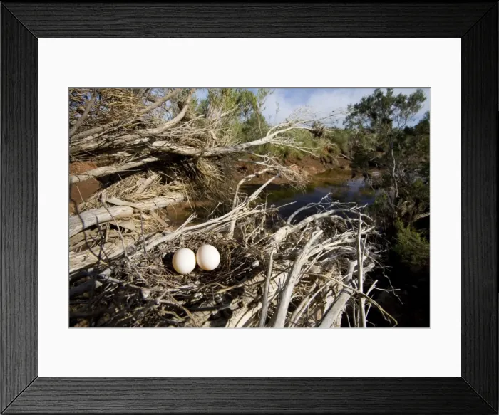 Framed Print : Diamond Dove - nest showing surrounding habitat - Poison Creek, near Canteen Creek aboriginal community, central Northern Territory, Australia Framed Print : Diamond Dove - nest showing surrounding habitat - Poison Creek, near Canteen Creek aboriginal community, central Northern Territory, Australia