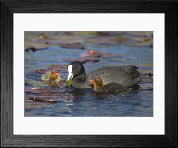 Framed Print : Eurasian Coot - adult with newly hatched chicks on Hamilton Lake, North Island, New Zealand Framed Print : Eurasian Coot - adult with newly hatched chicks on Hamilton Lake, North Island, New Zealand