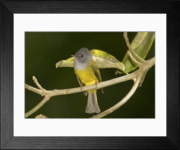 Framed Print : Grey-headed Canary-Flycatcher - Ootacamund Botanic Garden, Nilgiri Hills, Tamil Nadu, India