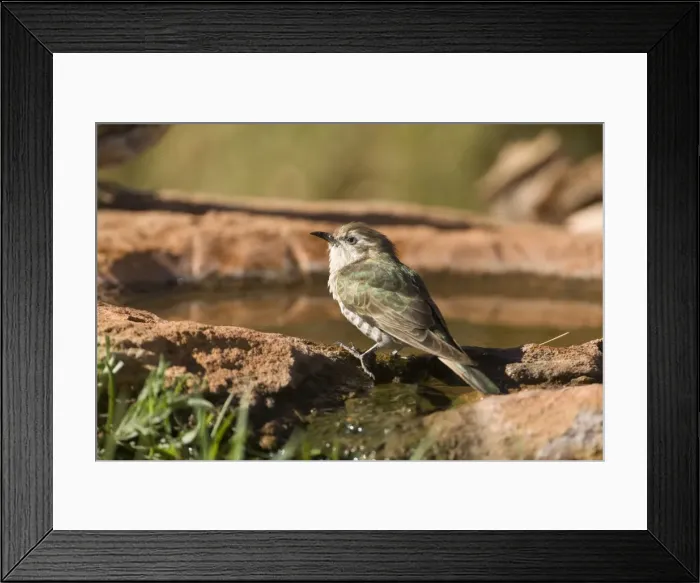 Framed Print : Horsfield's Bronze-Cuckoo - coming to drink at a garden pool in Finke, Northern Territory, Australia Framed Print : Horsfield's Bronze-Cuckoo - coming to drink at a garden pool in Finke, Northern Territory, Australia