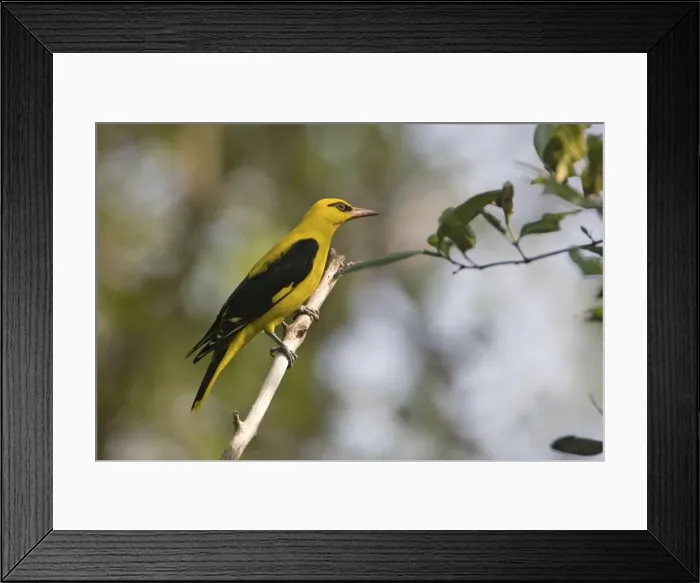 Framed Print : Indian Golden Oriole / Eurasian Golden Oriole - Salim Ali Bird Sanctuary, Tamil Nadu, India Framed Print : Indian Golden Oriole / Eurasian Golden Oriole - Salim Ali Bird Sanctuary, Tamil Nadu, India