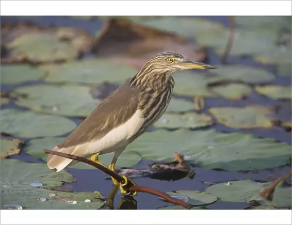 Indian Pond Heron - Candolim, Goa, India