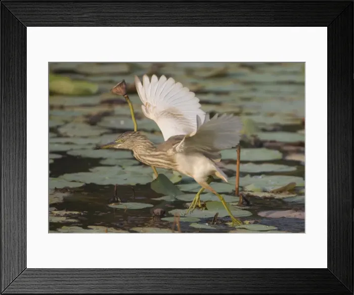 Framed Print : Indian Pond Heron -taking flight - Candolim, Goa, India Framed Print : Indian Pond Heron -taking flight - Candolim, Goa, India