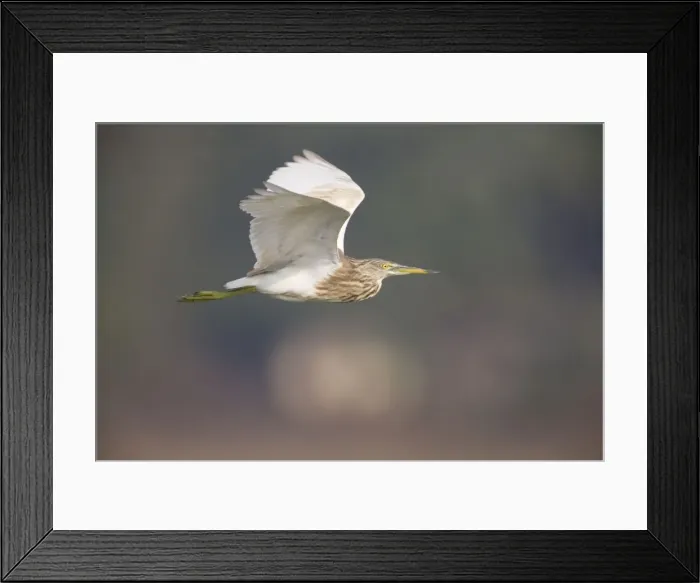 Framed Print : Indian Pond Heron - in flight Framed Print : Indian Pond Heron - in flight