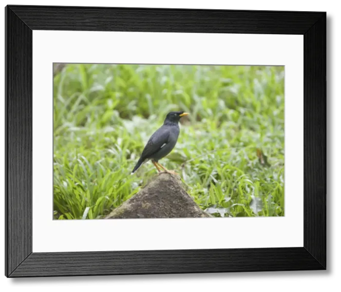 Framed Print : Jungle Myna Framed Print : Jungle Myna
