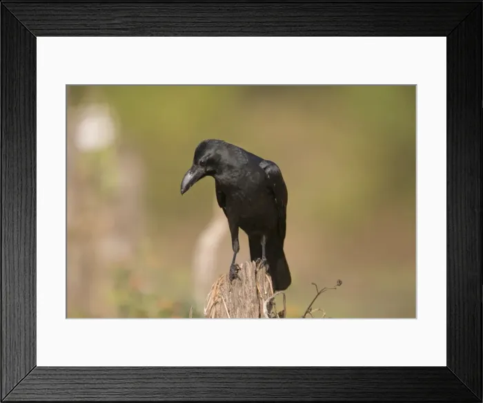 Framed Print : Large-billed Crow Framed Print : Large-billed Crow