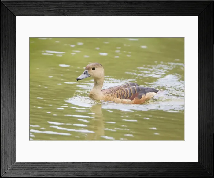 Framed Print : Lesser Whistling Duck - Chinese Garden - Singapore Framed Print : Lesser Whistling Duck - Chinese Garden - Singapore
