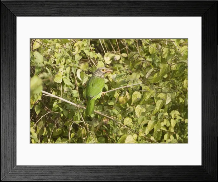 Framed Print : Lineated Barbet - Corbett National Park, India Framed Print : Lineated Barbet - Corbett National Park, India