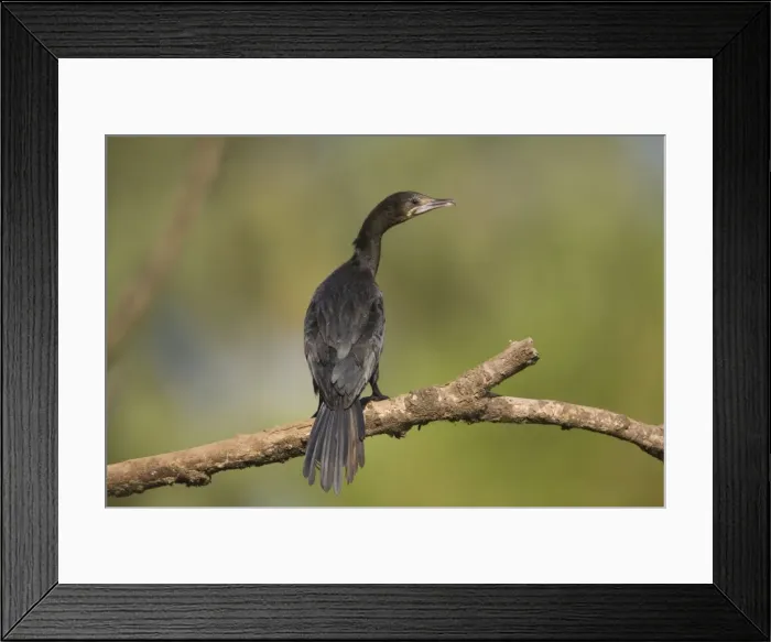 Framed Print : Little Cormorant - on branch Framed Print : Little Cormorant - on branch