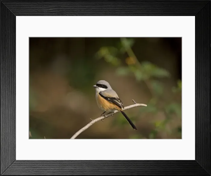 Framed Print : Long-tailed Shrike Framed Print : Long-tailed Shrike