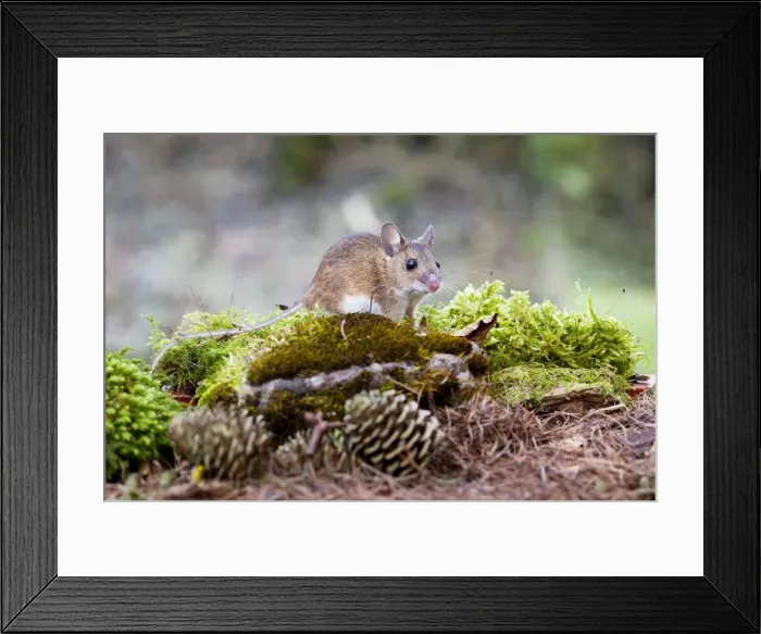 Framed Print : Wood Mouse - Single juvenile on moss covered rock, Wiltshire, England, UK Framed Print : Wood Mouse - Single juvenile on moss covered rock, Wiltshire, England, UK