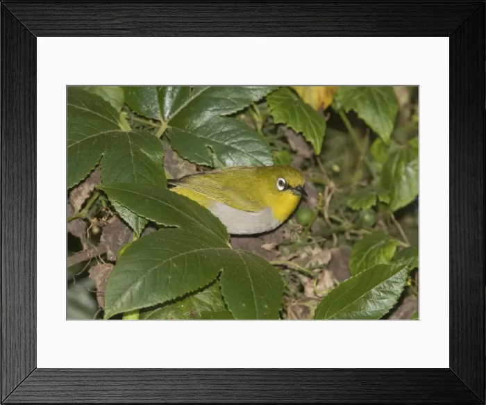 Framed Print : Oriental White-eye - Ootacamund, Nilgiri Hills, Tamil Nadu, India Framed Print : Oriental White-eye - Ootacamund, Nilgiri Hills, Tamil Nadu, India