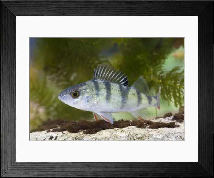 Framed Print : Perch - Single juvenile with fins raised taken underwater. Wiltshire, England, UK Framed Print : Perch - Single juvenile with fins raised taken underwater. Wiltshire, England, UK