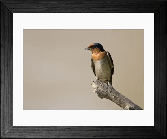 Framed Print : Pacific Swallow - Singapore Chinese Garden, Singapore