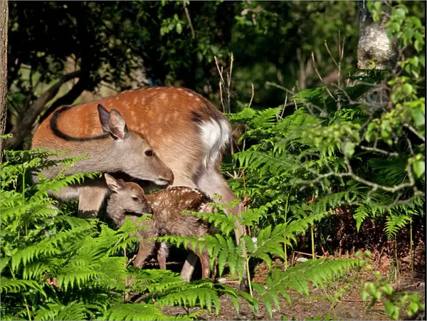 Sika Deer - Hind with newly born calf. Dorset, England
