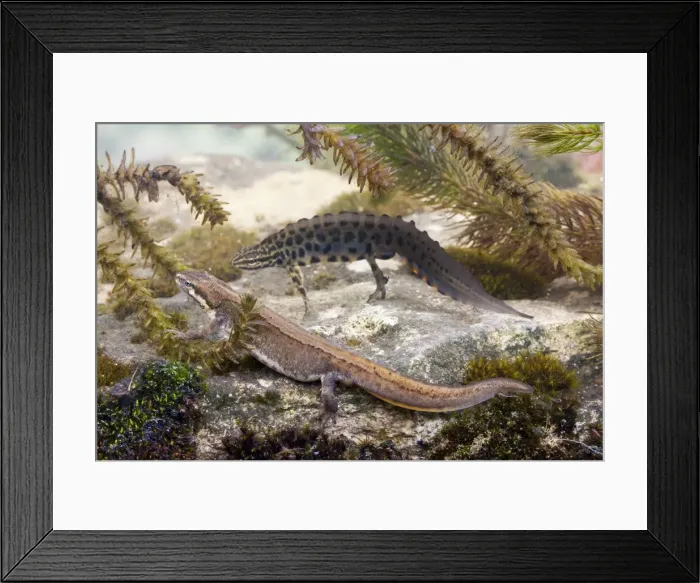 Framed Print : Smooth Newt - Female in the foreground with a male displaying to her in the background. England, UK Framed Print : Smooth Newt - Female in the foreground with a male displaying to her in the background. England, UK