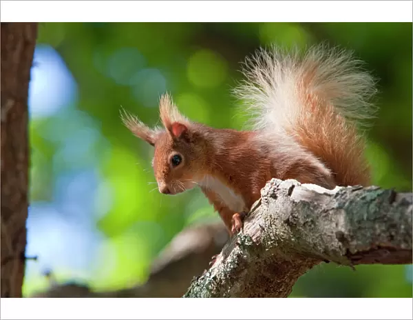 Red squirrel - Close-up of singe adult sitting on a branch in woodland. Dorset, England