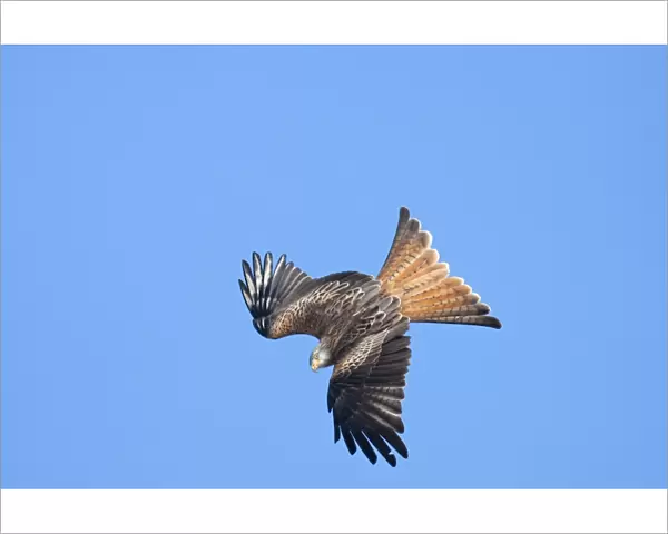 Red kite - adult in flight - diving catching early morning sun, Powys, Wales, UK