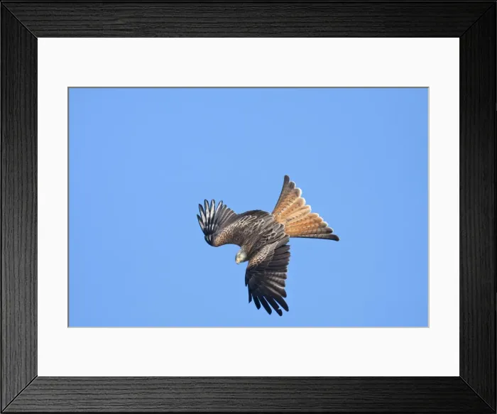 Framed Print : Red kite - adult in flight - diving catching early morning sun, Powys, Wales, UK Framed Print : Red kite - adult in flight - diving catching early morning sun, Powys, Wales, UK