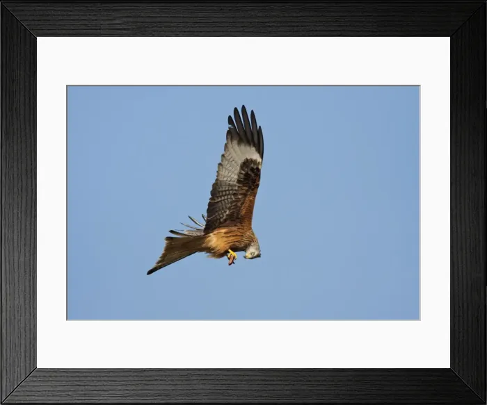 Framed Print : Red Kite - adult in flight feeding on the wing, Powys, Wales, UK Framed Print : Red Kite - adult in flight feeding on the wing, Powys, Wales, UK