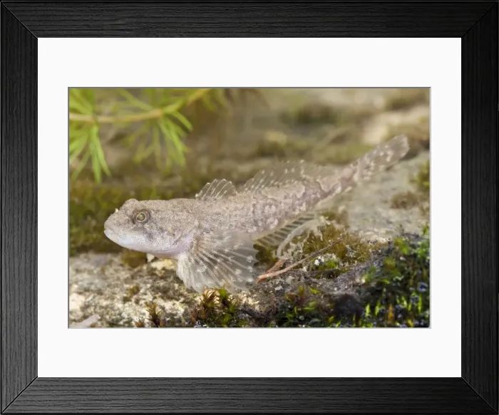 Framed Print : Miller's Thumb / Bullhead - single fish photographed underwater lying on stones Framed Print : Miller's Thumb / Bullhead - single fish photographed underwater lying on stones