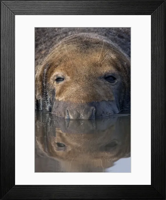 Framed Print : Grey Seal - bull lying in shallow water with reflection. Lincolnshire, England Framed Print : Grey Seal - bull lying in shallow water with reflection. Lincolnshire, England