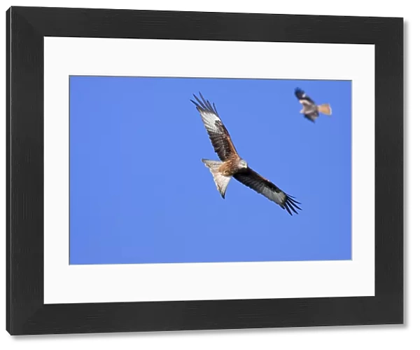 Red kite - adults in flight soaring, Powys, Wales, UK