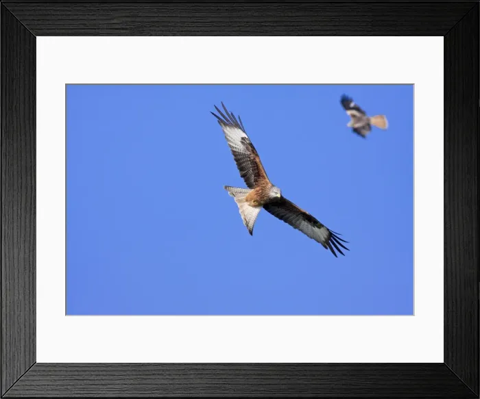 Framed Print : Red kite - adults in flight soaring, Powys, Wales, UK Framed Print : Red kite - adults in flight soaring, Powys, Wales, UK