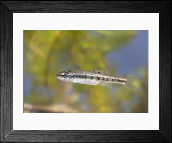 Framed Print : Minnow - Single juvenile photographed underwater, Wiltshire, England, UK Framed Print : Minnow - Single juvenile photographed underwater, Wiltshire, England, UK