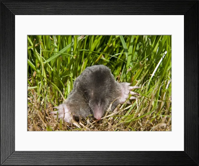 Framed Print : Mole - Single adult emerging into the open, Wiltshire, England, UK