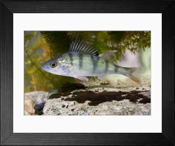 Framed Print : Perch - Photographed underwater with fins raised, Wiltshire, England, UK Framed Print : Perch - Photographed underwater with fins raised, Wiltshire, England, UK