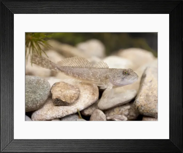 Framed Print : Miller's Thumb / Bullhead - single fish photographed underwater lying on stones Framed Print : Miller's Thumb / Bullhead - single fish photographed underwater lying on stones