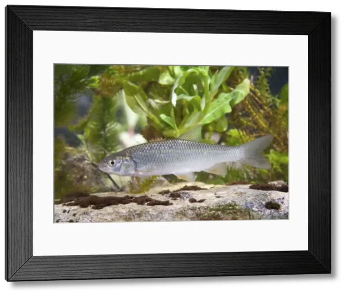 Framed Print : Chub - Single juvenile photographed underwater, Wiltshire, England, UK Framed Print : Chub - Single juvenile photographed underwater, Wiltshire, England, UK