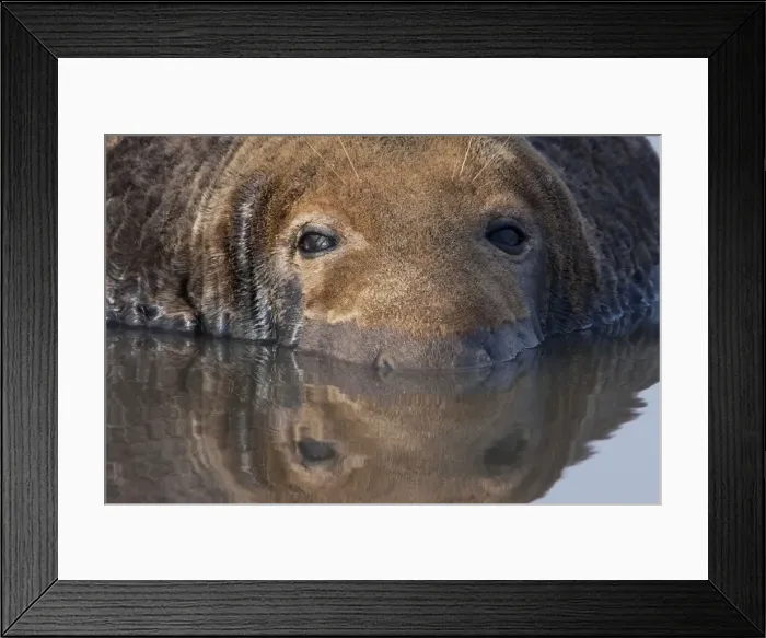 Framed Print : Grey Seal - bull lying in shallow water with reflection. Lincolnshire, England Framed Print : Grey Seal - bull lying in shallow water with reflection. Lincolnshire, England