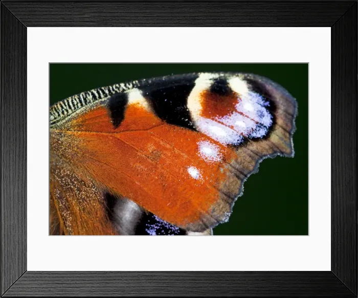 Framed Print : Peacock Butterfly - Close up of wing, Wiltshire, England, UK Framed Print : Peacock Butterfly - Close up of wing, Wiltshire, England, UK