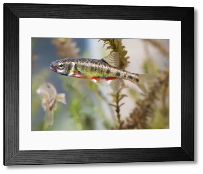 Framed Print : Minnow - adults in full breeding condition photographed underwater. England, UK Framed Print : Minnow - adults in full breeding condition photographed underwater. England, UK