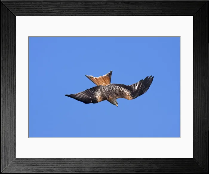 Framed Print : Red kite - adult in flight - diving in early morning sun, Powys, Wales, UK Framed Print : Red kite - adult in flight - diving in early morning sun, Powys, Wales, UK