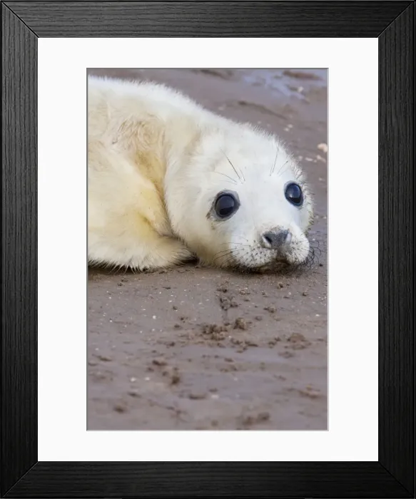 Framed Print : Grey Seal - newly born pup lying on sand. Lincolnshire, England Framed Print : Grey Seal - newly born pup lying on sand. Lincolnshire, England