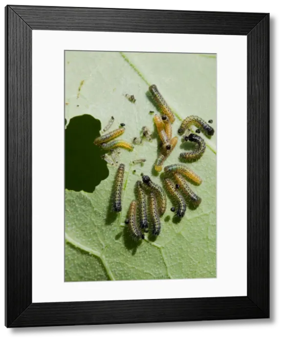 Framed Print : Large White - Newly hatched caterpillars eating nasturtium leaf, Wiltshire, England, UK Framed Print : Large White - Newly hatched caterpillars eating nasturtium leaf, Wiltshire, England, UK