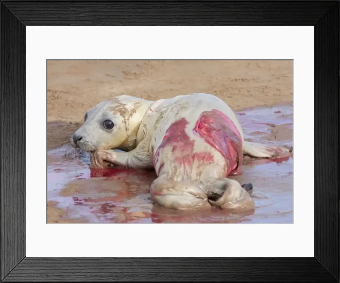 Framed Print : Grey Seal - newly born pup with afterbirth, lying on sand. Lincolnshire, England Framed Print : Grey Seal - newly born pup with afterbirth, lying on sand. Lincolnshire, England