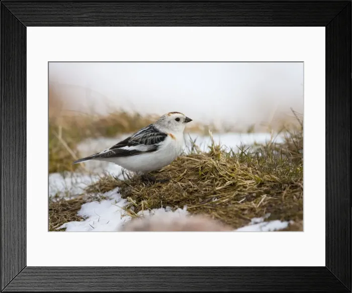 Framed Print : Snow Bunting - adult male feeding on mountain slopes among snow, Cairngorms, Scotland, UK Framed Print : Snow Bunting - adult male feeding on mountain slopes among snow, Cairngorms, Scotland, UK
