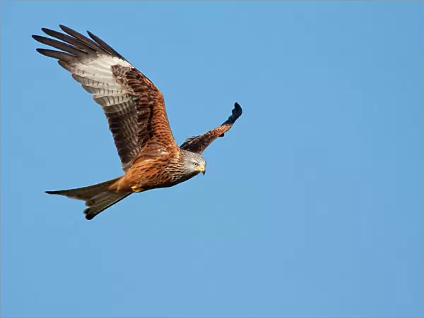 Red Kite - adult in flight, Powys, Wales, UK