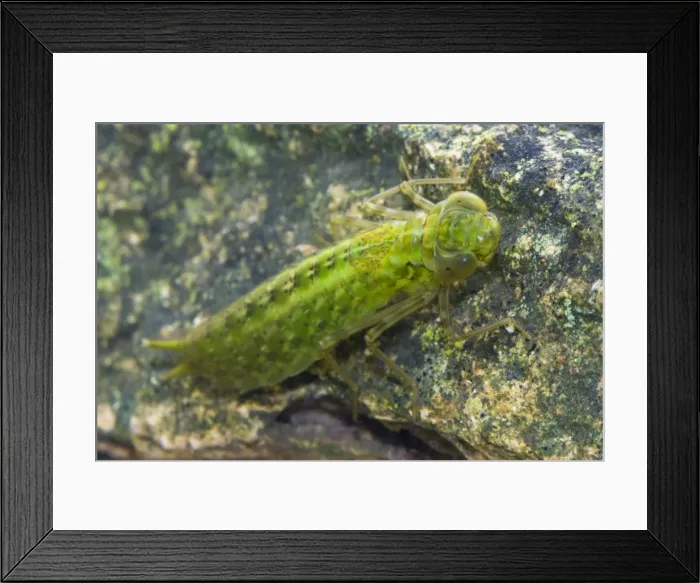 Framed Print : Emperor Dragonfly - Single nymph photographed hunting underwater, Wiltshire, England, UK Framed Print : Emperor Dragonfly - Single nymph photographed hunting underwater, Wiltshire, England, UK