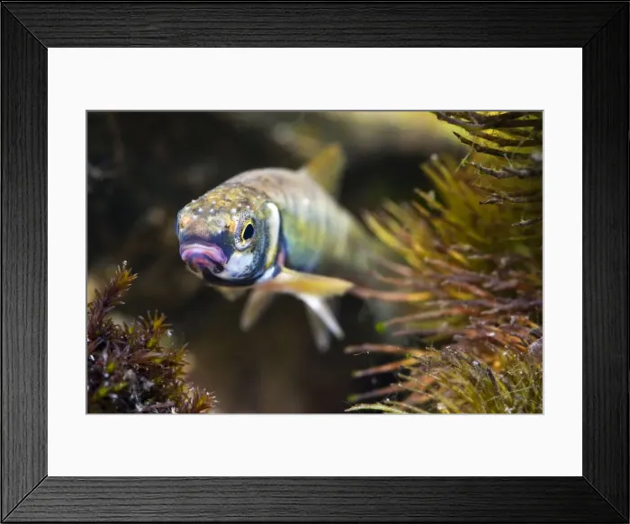 Framed Print : Minnow - Single adult in breeding condition photographed underwater. Wiltshire, England, UK Framed Print : Minnow - Single adult in breeding condition photographed underwater. Wiltshire, England, UK